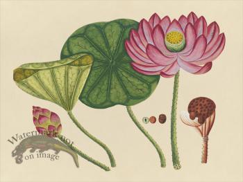 Far East Fruit and Flowers 12